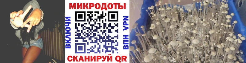 Купить  Сертолово  Галлюциногенные грибы Psilocybine cubensis 